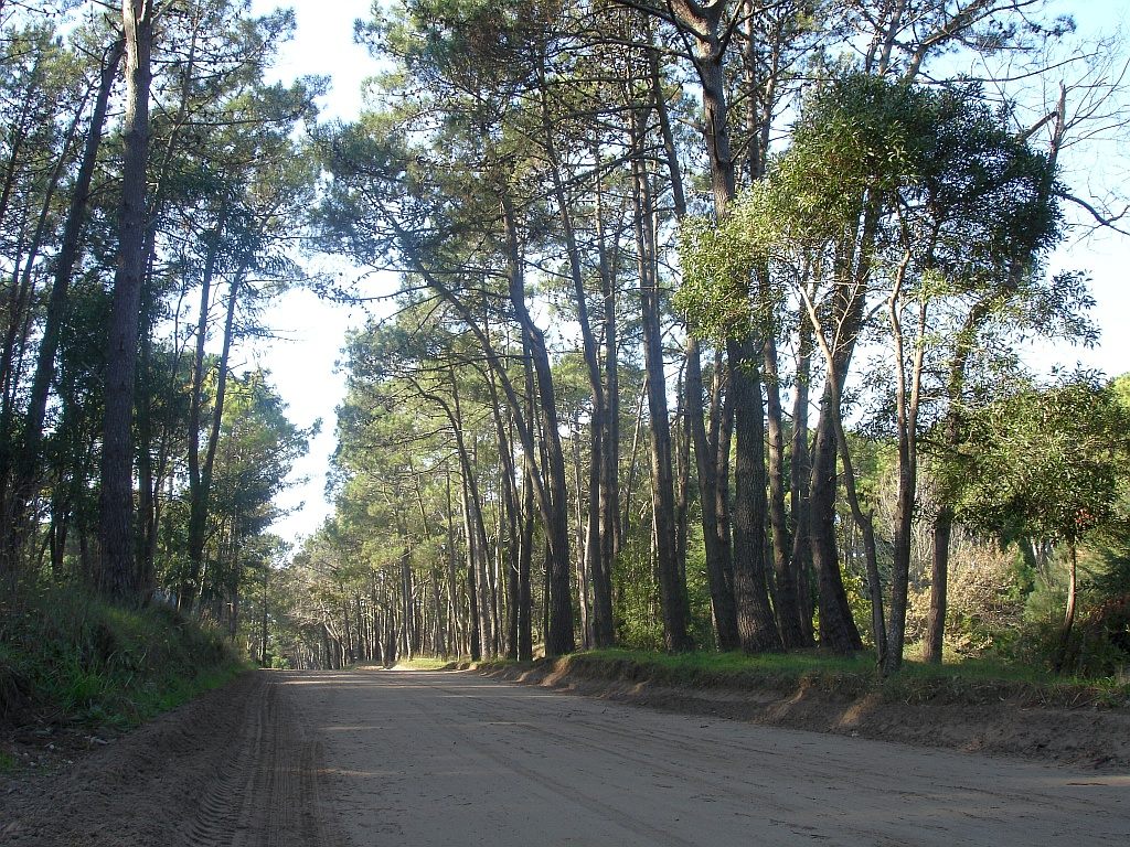 Calle de tierra entre los pinos del bosque de Cariló